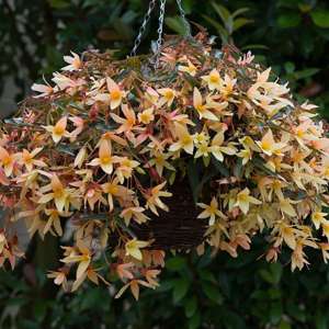 5 x young plants Begonia Starshine Yellow