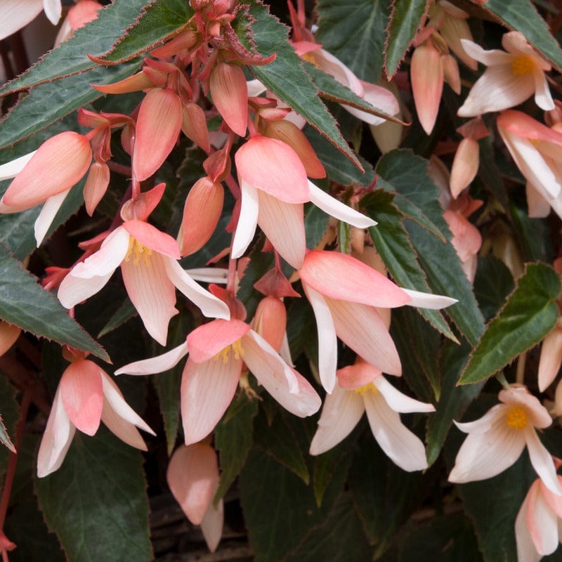 5 Young Plant Begonia Starshine Appleblossom Plants