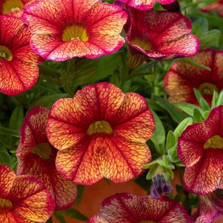 5 Young Plant Calibrachoa Single Orientale Plants