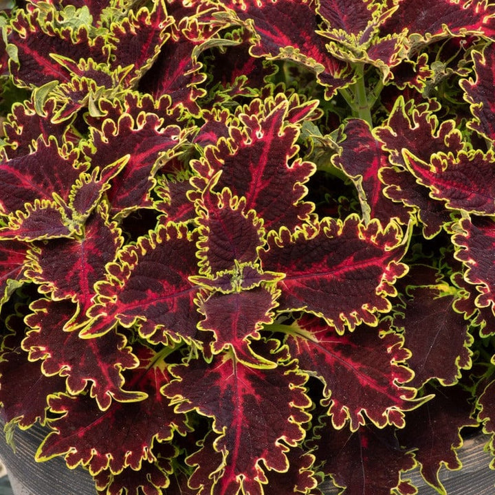 5 Young Plant Coleus Sunfighter Solar Flare
