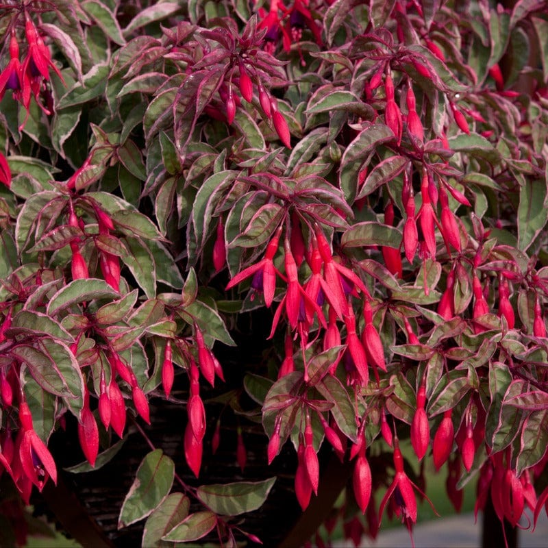 5 Young Plant Fuchsia (Hardy) Tom West