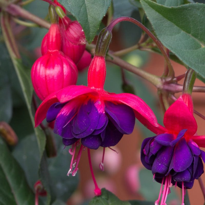 5 Young Plant Fuchsia Trailing Dollar Princess