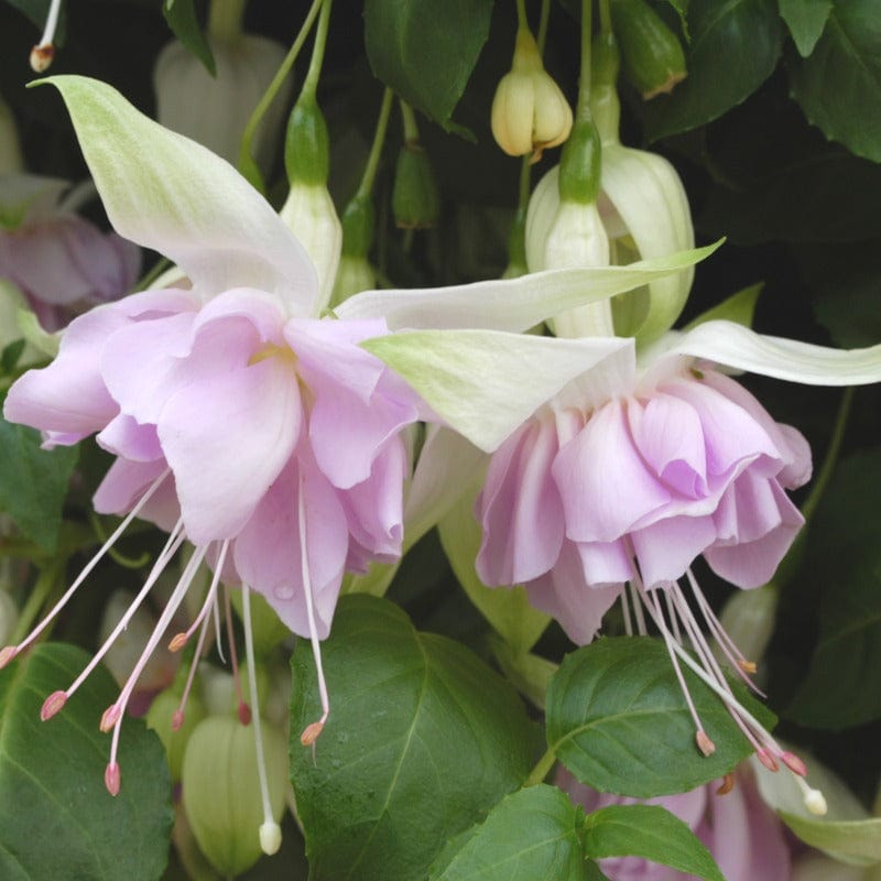 5 Young Plant Fuchsia Trailing Wendy's Beauty