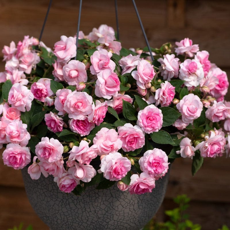 5 Young Plant Impatiens Glimmer Pink