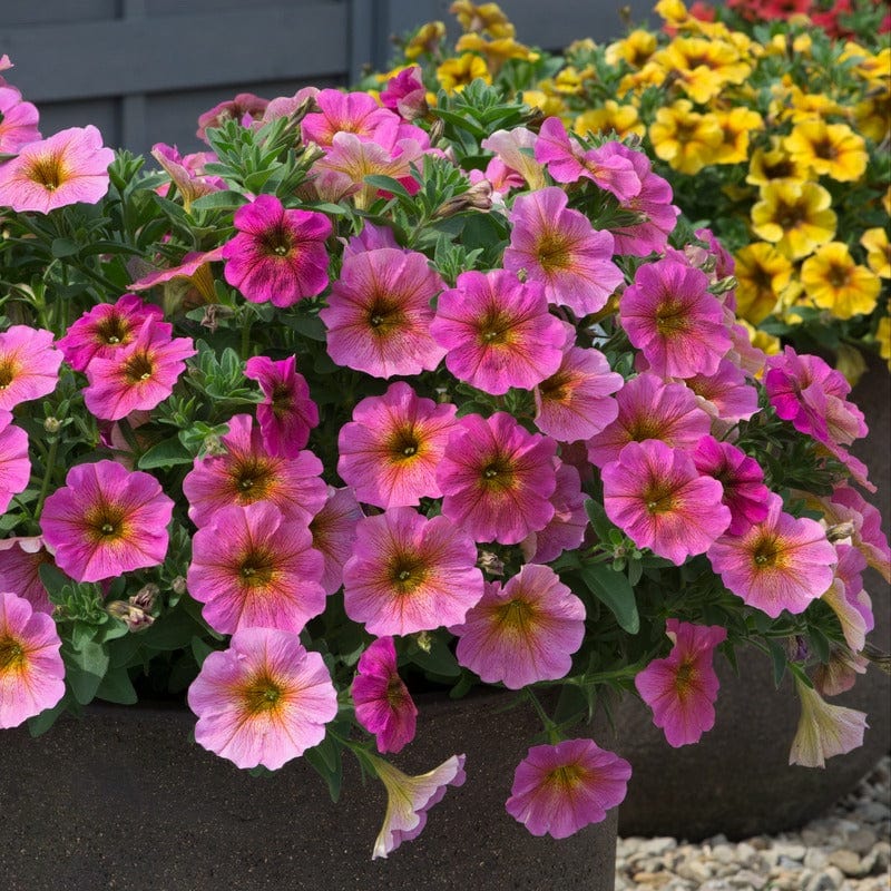 5 Young Plant Petchoa Beautical Sunray Pink