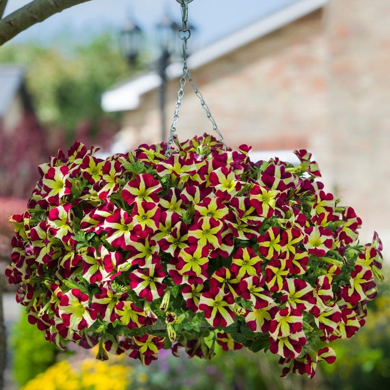 5 Young Plant Petunia Fanfare Heartbreaker