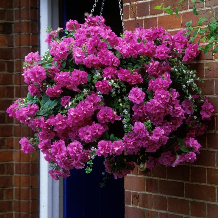 5 Young Plant Petunia Tumbelina Candy Floss