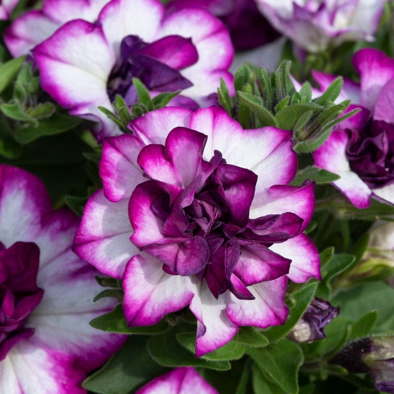 5 Young Plant Petunia Tumbelina Nicola