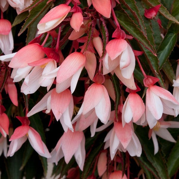 5 Young Plants (1 of each) Begonia Starshine Collection