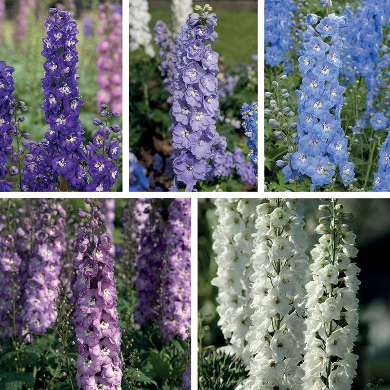 5 Young Plants, 1 of each Delphinium Aurora Collection