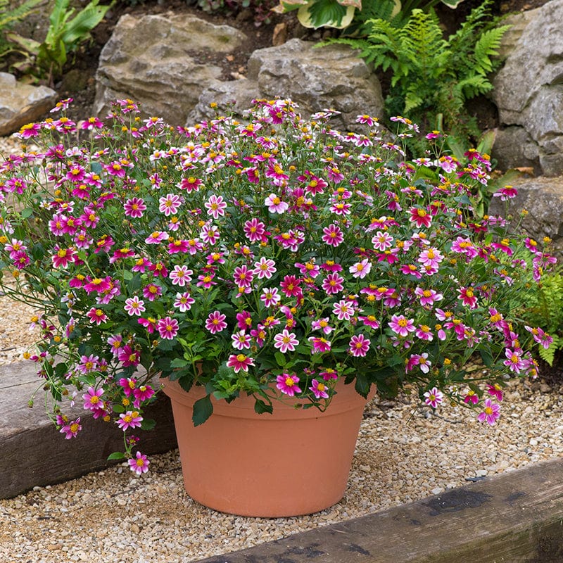 5 young plants Bidens Firelight