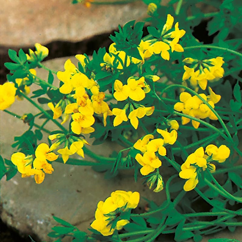 5 young plants Birds Foot Trefoil