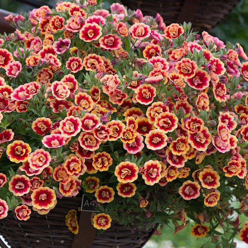 5 young plants Calibrachoa Orange Tastic