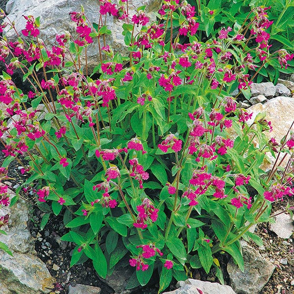 5 Young Plants Campion Red