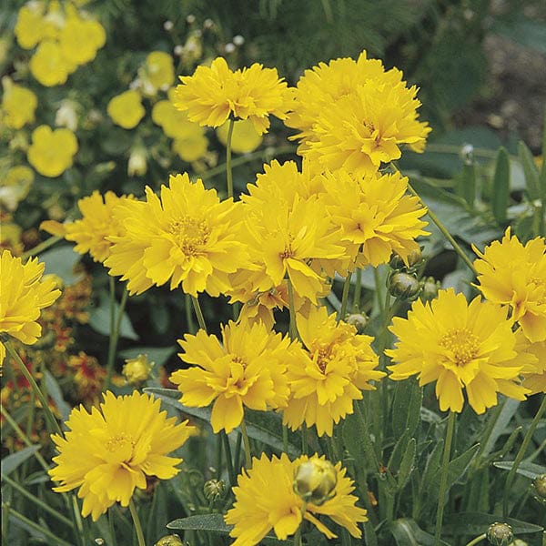 5 young plants Coreopsis Early Sunrise