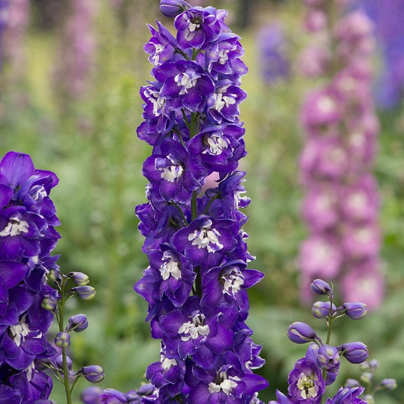 5 young plants Delphinium Aurora Deep Purple