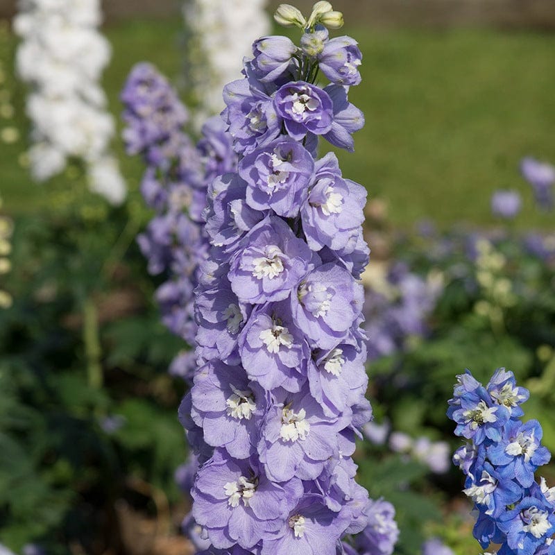 5 young plants Delphinium Aurora Lavender