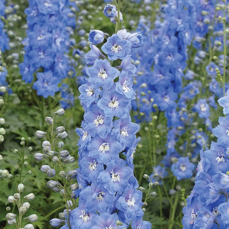 5 young plants Delphinium Aurora Light Blue