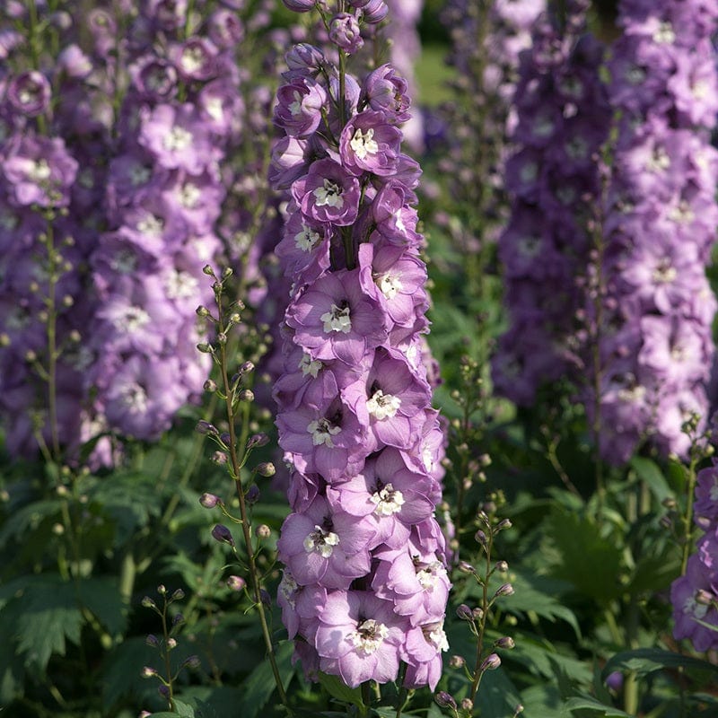 5 young plants Delphinium Aurora Pink