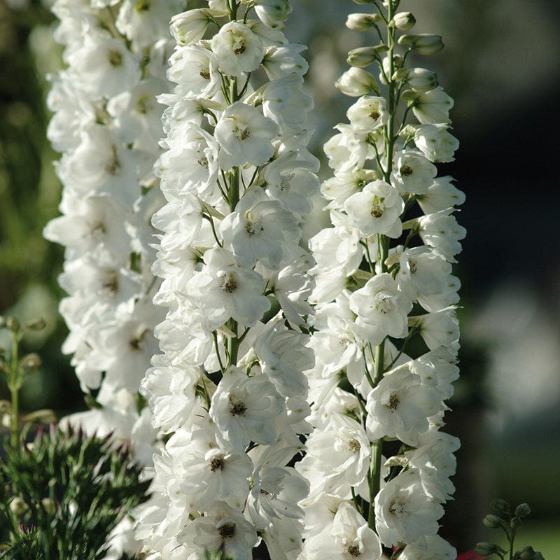 5 young plants Delphinium Aurora White