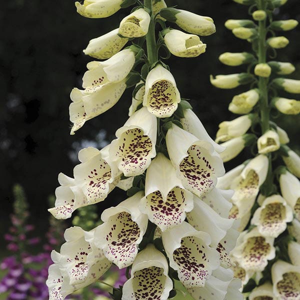 5 young plants Digitalis Dalmatian Cream Plants