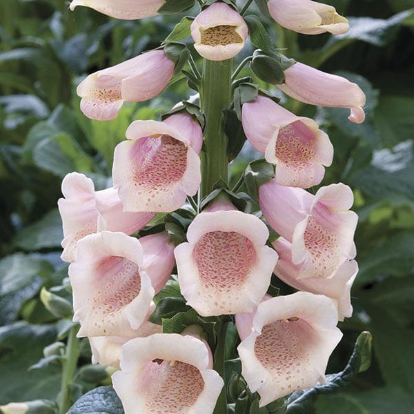 5 young plants Digitalis Dalmatian Peach