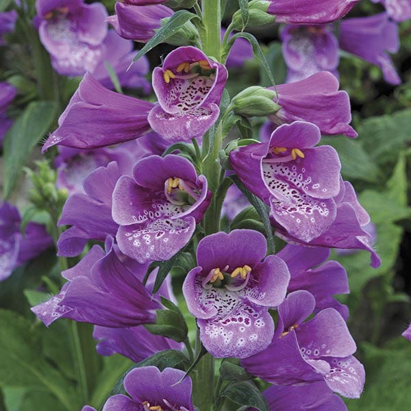 5 young plants Digitalis Dalmatian Purple