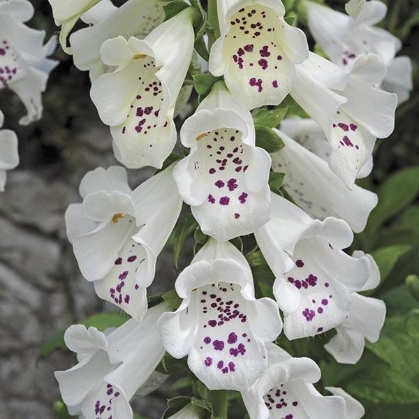 5 young plants Digitalis Dalmatian White