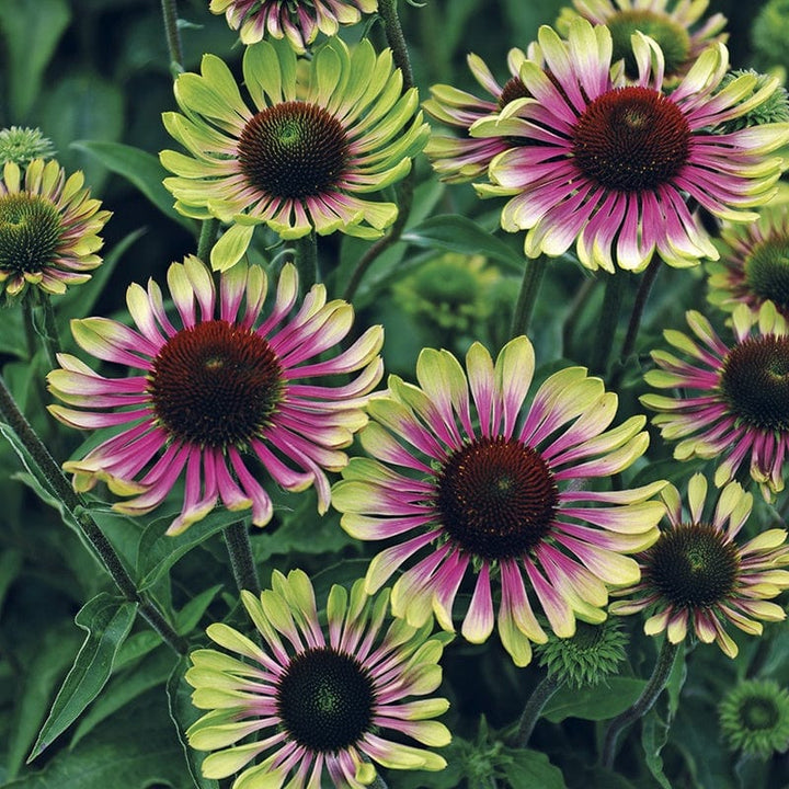 5 young plants Echinacea Green Twister