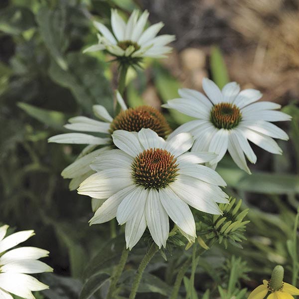 5 young plants Echinacea PowWow White