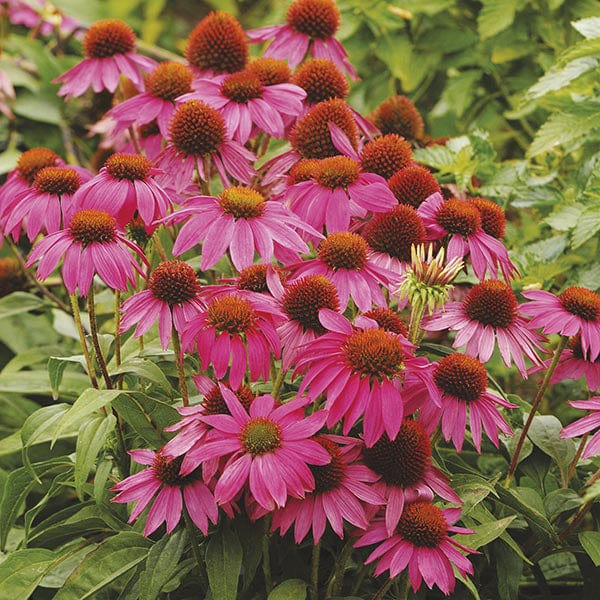 5 young plants Echinacea PowWow Wild Berry