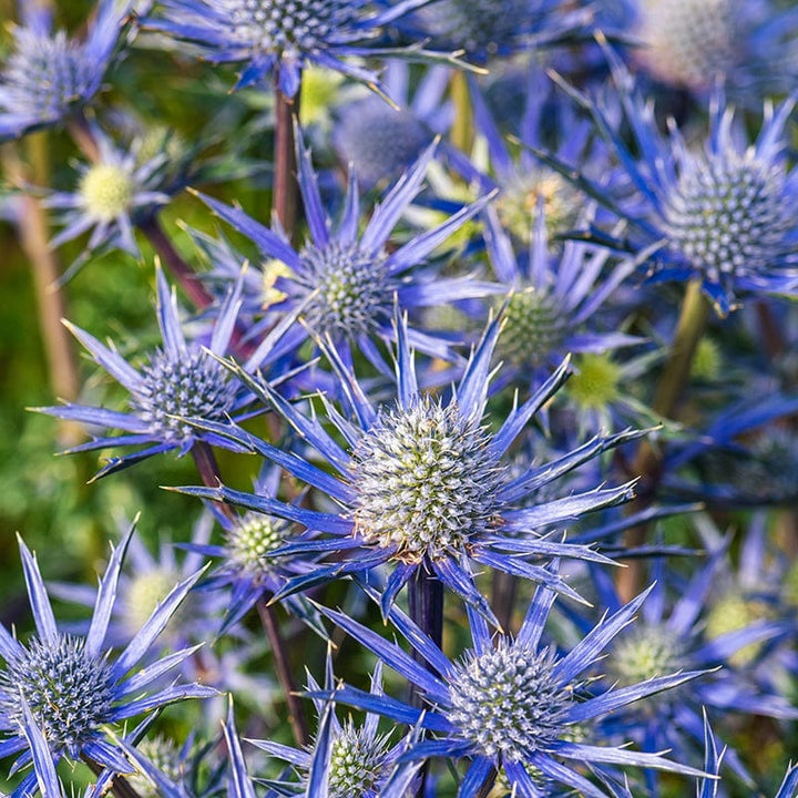 5 young plants Eryngium Blue Hobbit