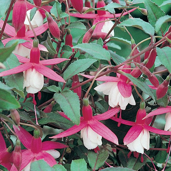 5 young plants Fuchsia Alice Hoffman (Hardy)