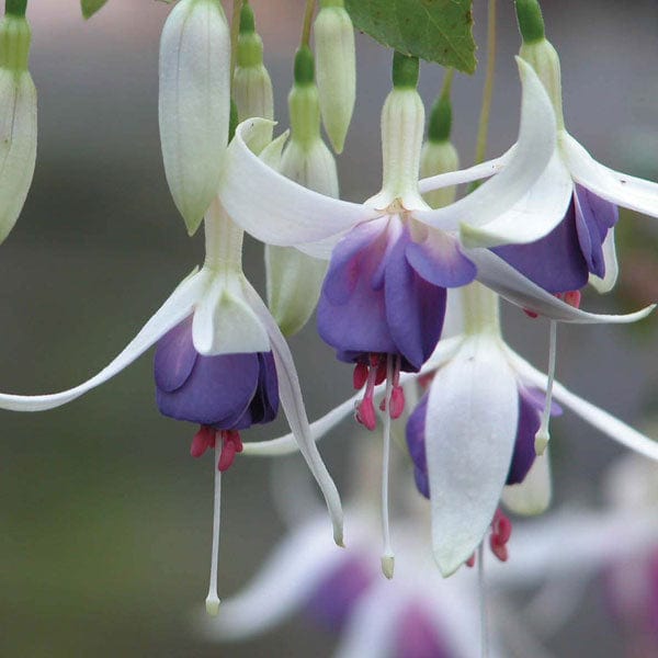 5 young plants Fuchsia Delta's Sarah (Hardy)