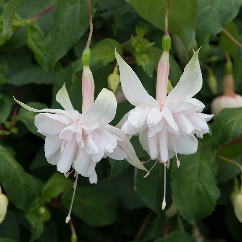 5 young plants Fuchsia Pink Marshmallow (Giant Trailing)