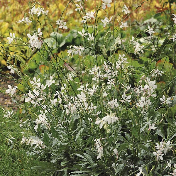 5 young plants Gaura Sparkle White