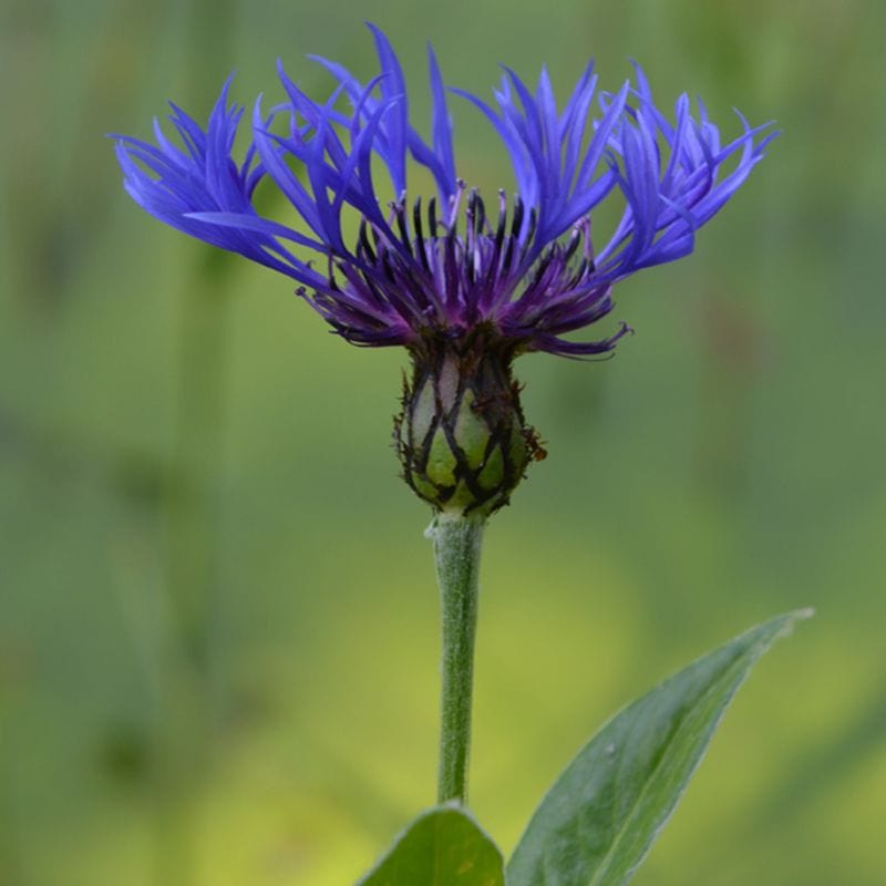 5 young plants Greater Knapweed