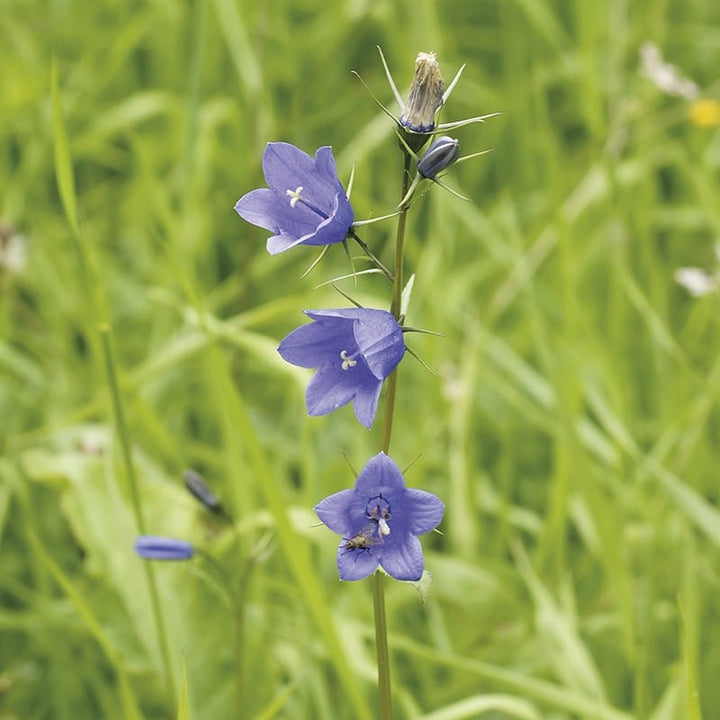 5 young plants Harebell