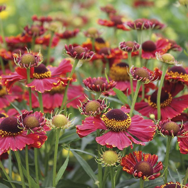 5 young plants Helenium Helena Red Shades