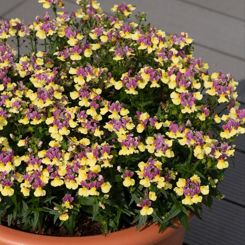 5 Young Plants Nemesia Lady Lisa