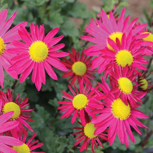 5 young plants, One of each variety Chrysanthemum Garden Hardy Young Plants Collection