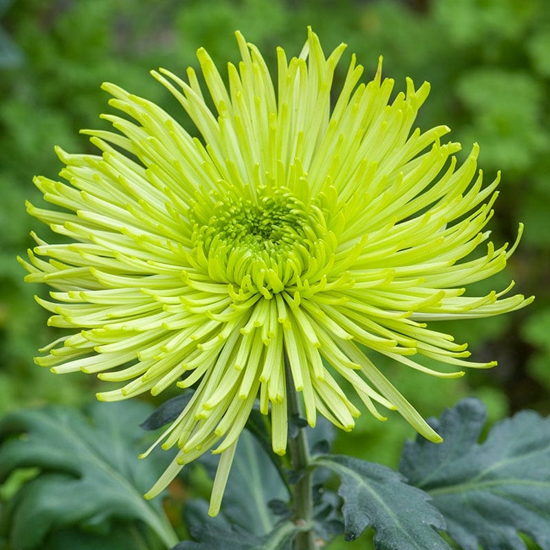 5 young plants, One of each variety Chrysanthemum Starburst Young Plants Collection