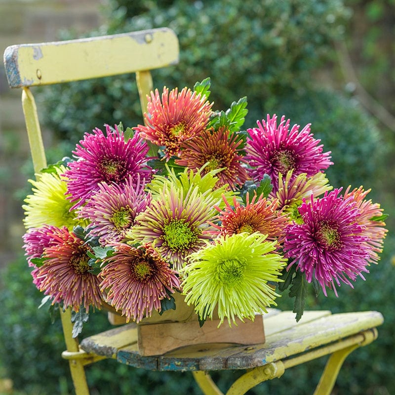 5 young plants, One of each variety Chrysanthemum Starburst Young Plants Collection