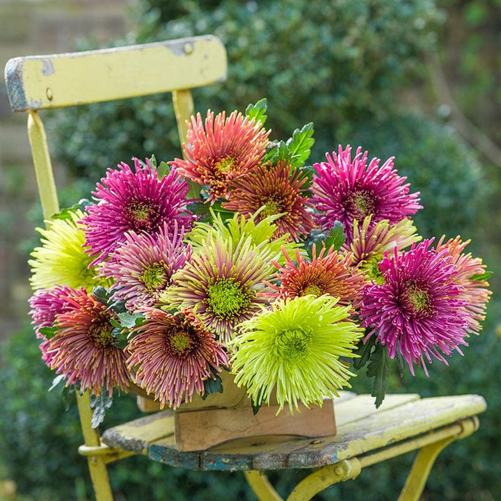 5 young plants, One of each variety Chrysanthemum Starburst Young Plants Collection