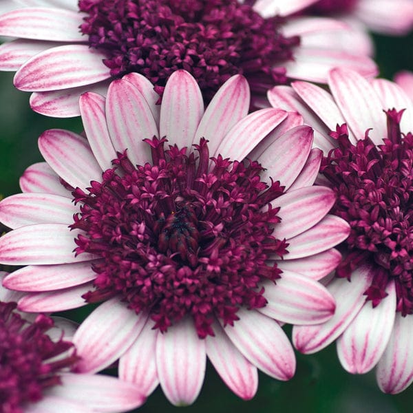 5 Young plants Osteospermum Double Berry White