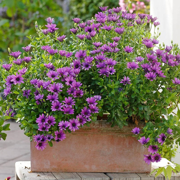5 young plants Osteospermum Serenity Dark Purple