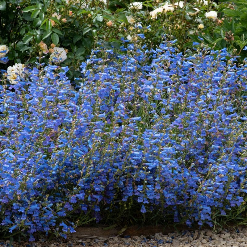 5 Young Plants Penstemon Electric Blue