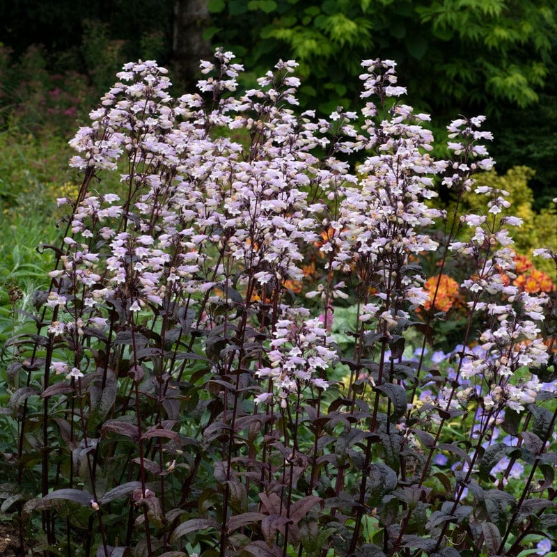 5 Young Plants Penstemon Onyx & Pearls