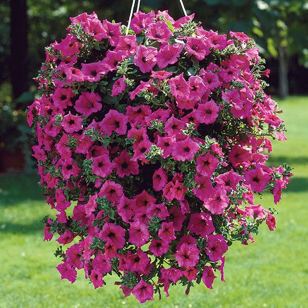 5 Young Plants Petunia Surfinia Hot Pink