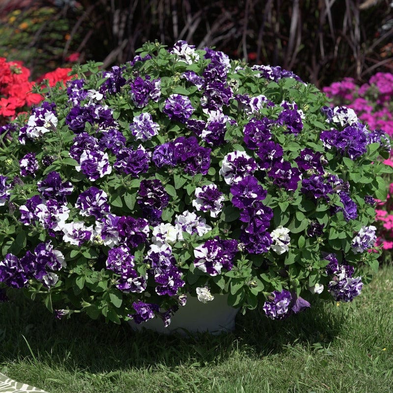 5 Young Plants Petunia Sweet Sunshine Blue Sky